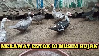 MERAWAT ENTOK DI MUSIM HUJAN