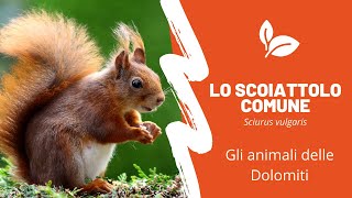 Animali delle Dolomiti - Gli scoiattoli