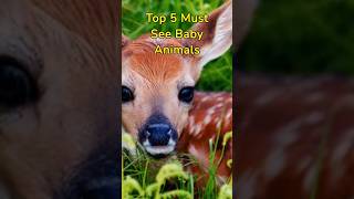 Top 5 Must See Baby Animals #shorts #babyanimals #animals