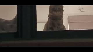 New York City up-close - cats in the window, October 7, 2024