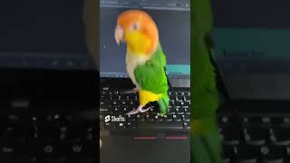 Lovely and Smart Parrot | amazing parrot