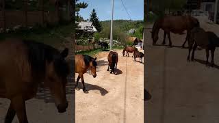 Large family of beautiful horses 🐎🐎 #shorts