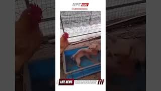 Chicken organizes Illegal fight match 🤯