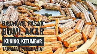 Bajakah, Akar Kuning, Pasak Bumi dan Ketumbar, Tanaman Berkhasiat Dahsyat