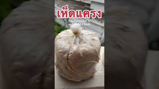 เห็ดแครง - กรีดเปิดดอกได้ 4 วัน และให้น้ำได้ 2 วันแล้ว #เห็ด #เห็ดแครง #Mushroom #SplitGillMushroom