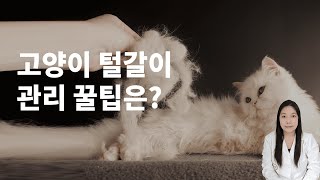 털 날린다옹! 고양이 털갈이 시기 올바른 관리법은?