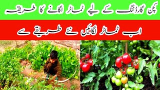 Ghar mein tamatar lagane ka tarika|Kitchen gardening ideas for home|Badwal Desi vlog|