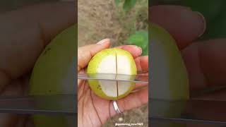 Harvesting fruits 🍐🥑🥝🍑🍒🍓 #seasonal #fruit #cutting #harvest  #villagelife @gardening_lover7469