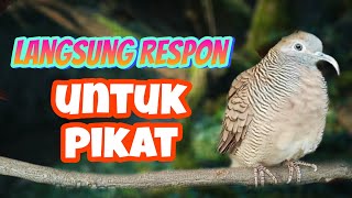 perkutut lokal gacor pancingan kondang seketika langsung respon untuk pikat