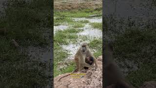 Babuino dando de comer a su cría