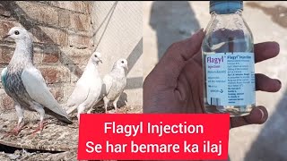 pigeon Ki Har Bimari ka ilaaj flagyl injection #masadbirds #flagylinjection #kabootar