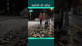 मछलियों की बारिश - Fish Rain #shorts #viralshorts #facts #viralvideo