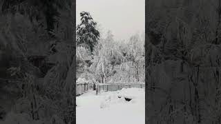 Beautiful Visuals of heavy Snowfall.Fresh Snowfall In Kashmir.....