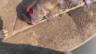 Bank Fishing Serpentine wall (downtown) Cincinnati,Ohio River 7-5-21