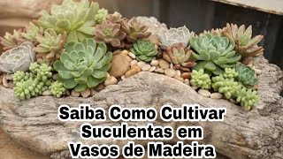 Saiba Como Cultivar Suculentas Em Vasos de Madeira Sem Erros