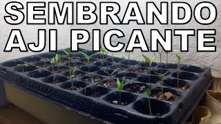 Sembrando aji picante - Multiples variedades