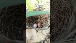 Serunya Bolang sarang burung ruak ruak,trucuk,tupai dan ciblek.