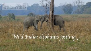 Wild India:  Elephant Fights