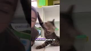 Kucing menarik kerudung wanita ini #shortvideo #shorts