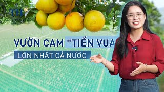 Khám phá vườn cam “tiến vua” đẹp bậc nhất cả nước tại Nghĩa Đàn, Nghệ An