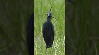 Black Heron | Amazing Nature | Wonderful Bird | Short Documentary