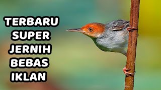 PIKAT PRENJAK KEPALA MERAH GACOR | COCOK BUAT MASTERAN & PIKAT PRENJAK HUTAN