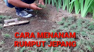 Cara Menanam Rumput Jepang | short