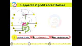 PlateForme-Svt-TICE || L'appareil digestif chez l'homme