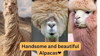 Handsome and Beautiful Alpacas🤩