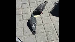 Pigeons get VERY greedy sometimes…