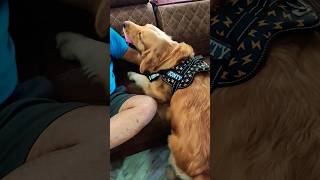 Fun time#goldenretriever#dogshortsvideos#funny#entertainment#funtime