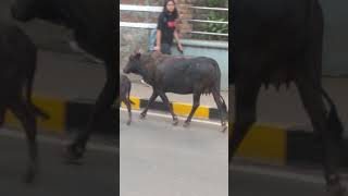 Buffalo and his kid going on morning walk!