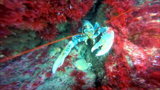 A few Lobsters spotted around Newquay Cornwall