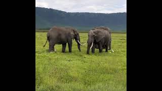 we grazed elephants,this trip was on 12th November 2021.+256775927484 book now