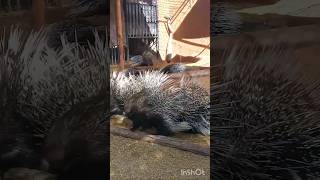 puercoespines #funnyanimal #shortvideo #animals #porcupines