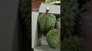 Durian Bawor Banyumas Masak Pohon‼️#shorts #shortvideo #durian #viral #shocking #petanimuda #video