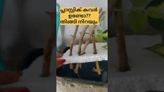 മുല്ല തിങ്ങി നിറയും   /poppy vlogs