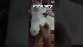 #peternakan #goat #kambing#safera #sanen #animals #peternakmuda #bosmuda