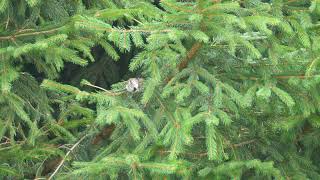 Haubenmeise sucht ihr Frühstück Boitzenburger Land / Uckermark / Hardenbeck _ Vogelbeobachtung