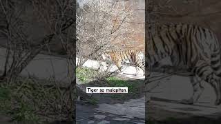 ganda ng tiger. #highlights #animals #europe #zoo #shortvideo