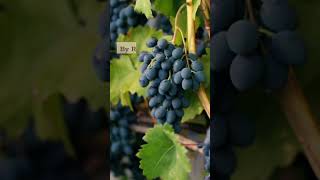 #shorts Anti-Aging #Benefits of #Grape #seed  #Extract: Supports Cardiovascular #Health