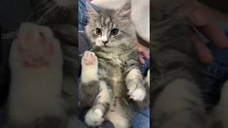 Cute Cats #Viral #cats #gaming #tiktok