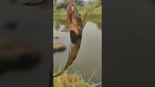 vele fish #hunting #river #baitcasting #fishing $#jk #velefish