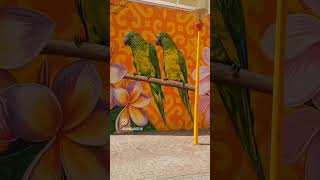 #Downtown #Willemstad #Punda #Parrot #Mural #art #Artist #Curacao #City