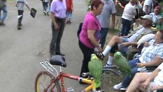 bike riding parrots