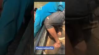 Amazing Catching Big Fish | Fishnet World big fish #shorts