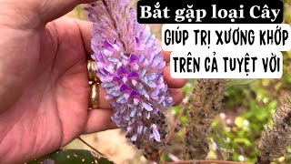 Bắt gặp Cây thuốc trị Xương khớp trên cả Tuyệt Vời, giúp phục hồi xương khớp, sụn khớp, dịch khớp.