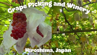 Grape Picking & Winery Experience | Hiroshima, Japan | Grape | Wine | Travel | Guide | JAPAN Vlog