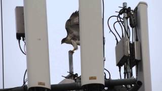 Juvenile Red-tailed hawk  learning to fly.