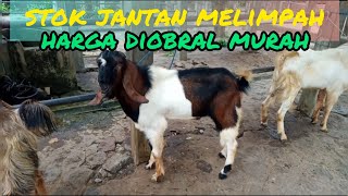 Update Harga Kambing hari ini di pasar hewan Lodoyo-Blitar.senin, 22 agustus 2022.